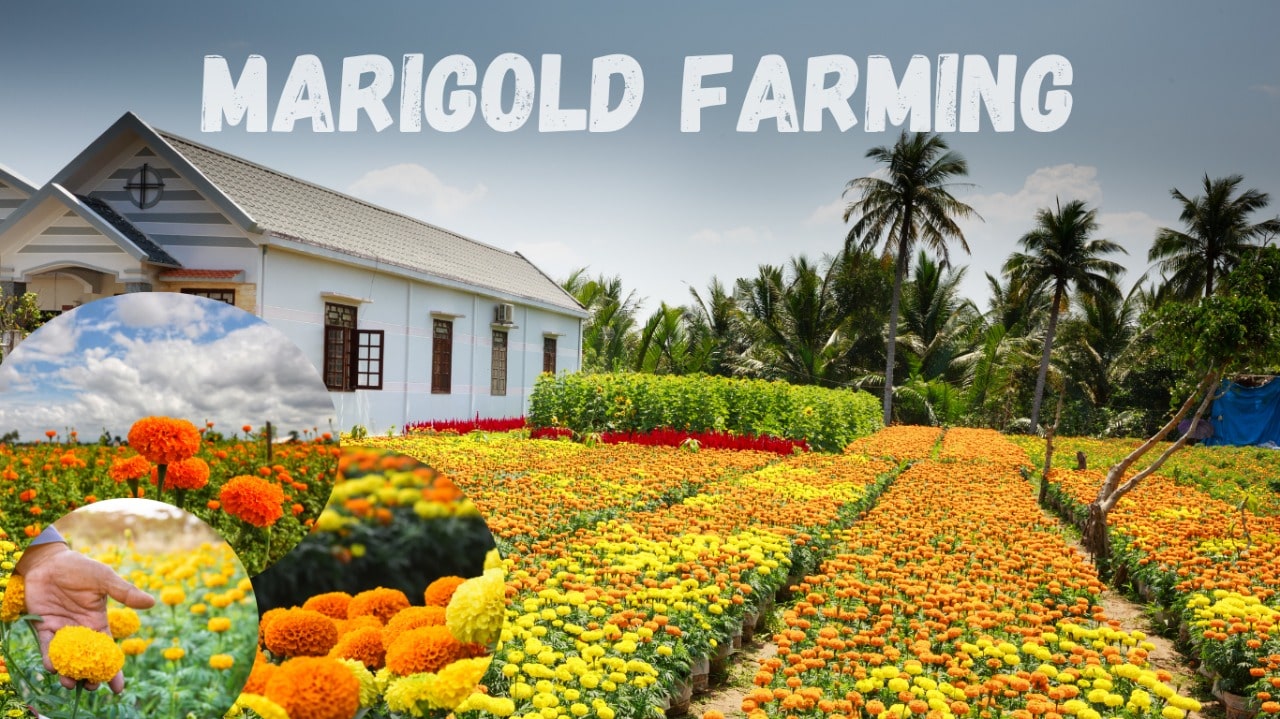 Marigold Farming
