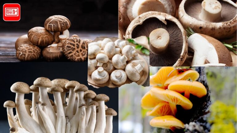 Mushrooms Benefits