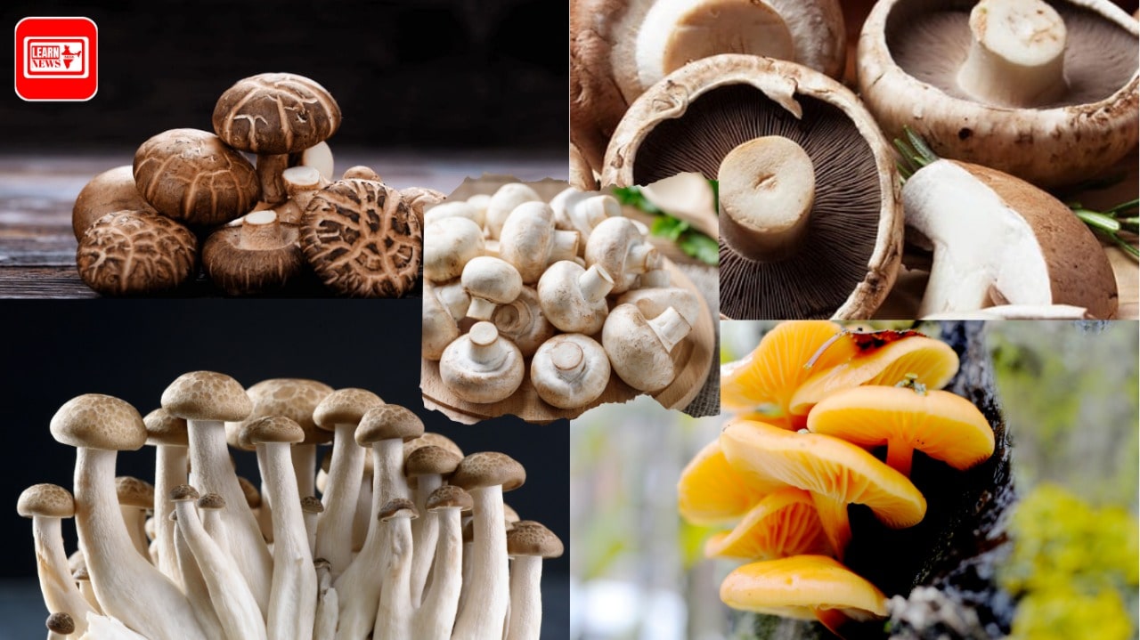Mushrooms Benefits