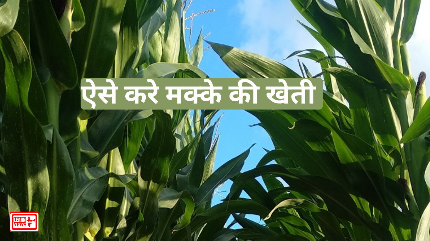 How To Grow Corn Plant